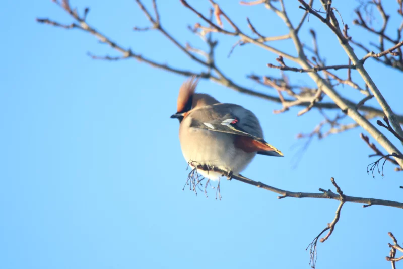 Зимующие птицы в Бобруйске. Фотоохота BOBR.BY