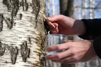 Самостоятельный сбор березового сока: что нужно знать, чтобы избежать штрафа