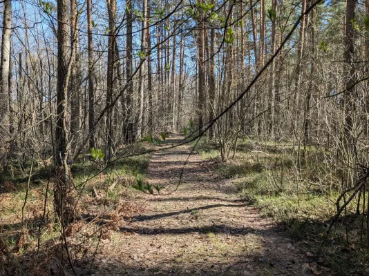 Бобруйские леса снова открыты для посещения
