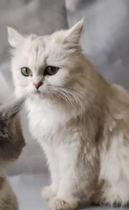 Пропала белая шотланская кошка. Вознаграждение за возврат
