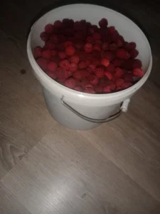 Малина свежая