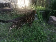Бенгальский котик в разведение. Алиментные котята