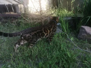 Бенгальский котик в разведение. Алиментные котята