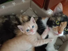Котята