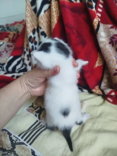 Котята ищут дом
