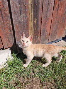 Котята