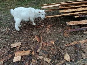 Козлик зааненской породы