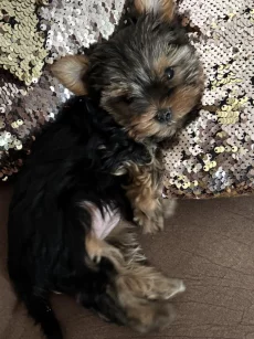 Щенки йоркширского терьера