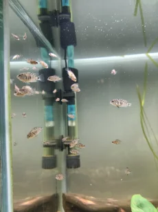 Цихлазома чернополосая