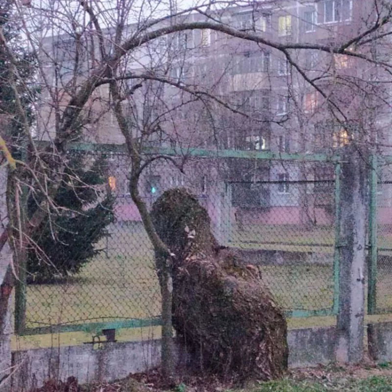 Когда-то было большое дерево