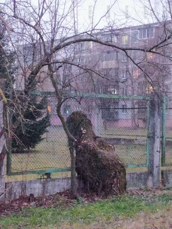 Когда-то было большое дерево