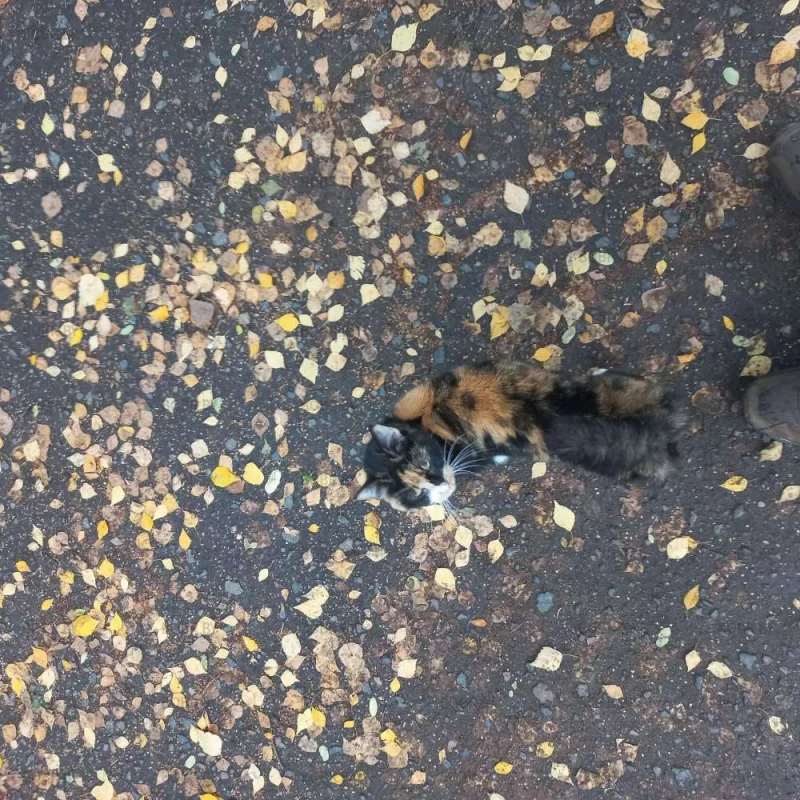Найди кота