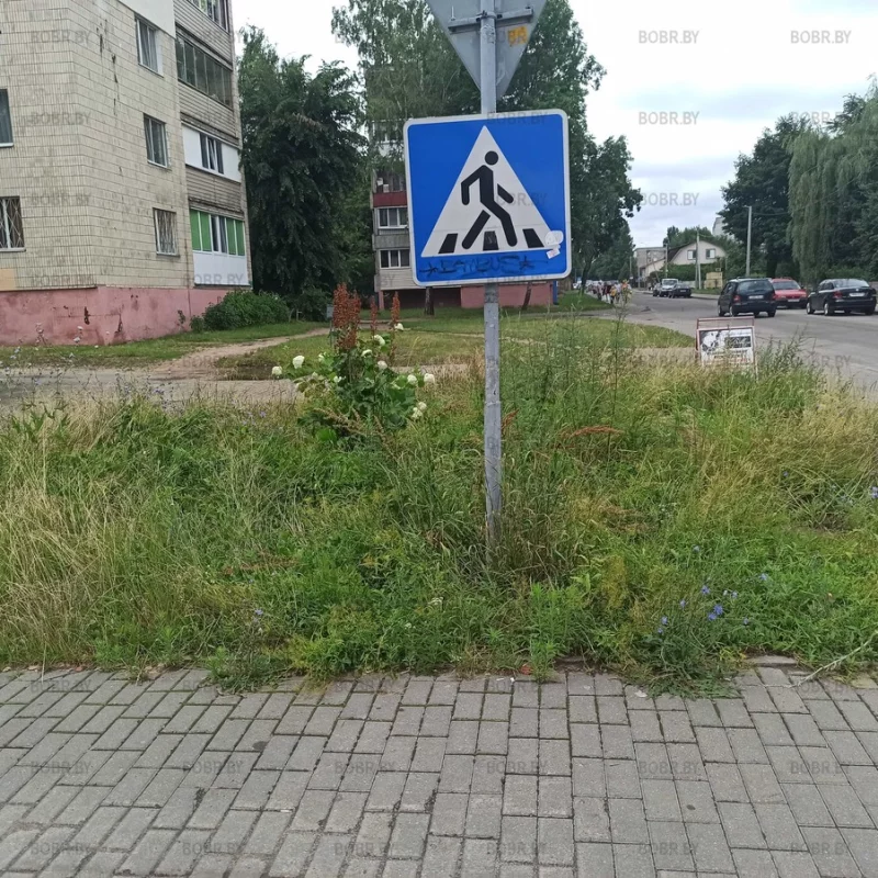 По какому принципу выбирают где косить траву в городе, а где \