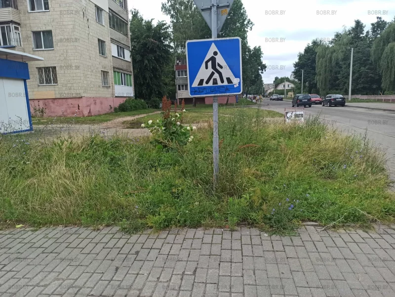 По какому принципу выбирают где косить траву в городе, а где "пусть так и будет"?