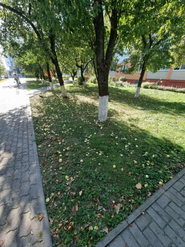 Зефирная фабрика принимает яблоки, но видимо мало платит, что желающих не много...