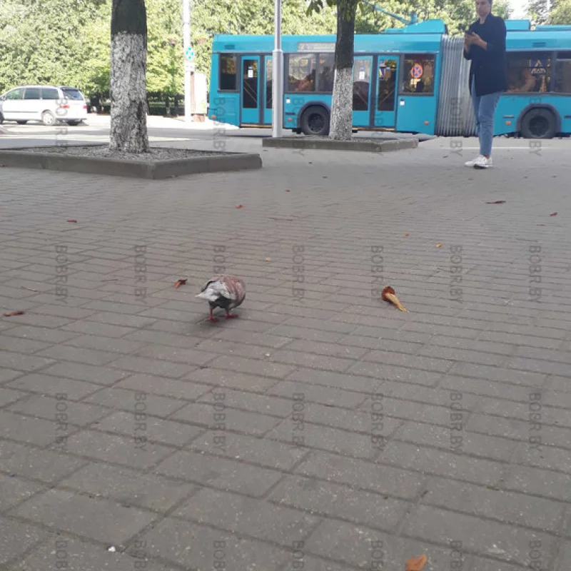 Голуб 