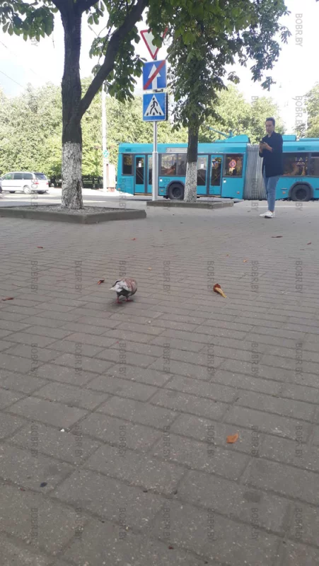 Голуб 