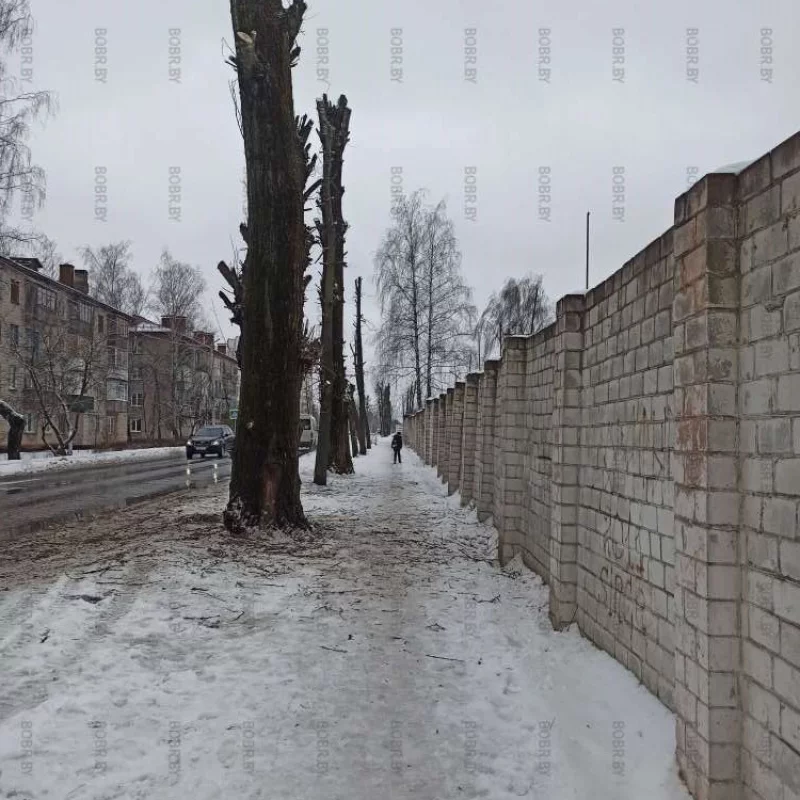 Зачем так жестоко уничтожать деревья? Бедные деревья