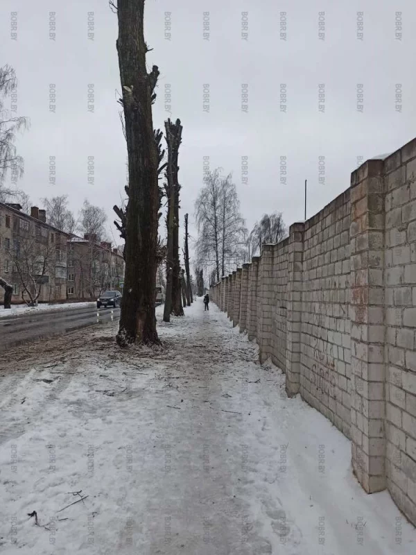 Зачем так жестоко уничтожать деревья? Бедные деревья