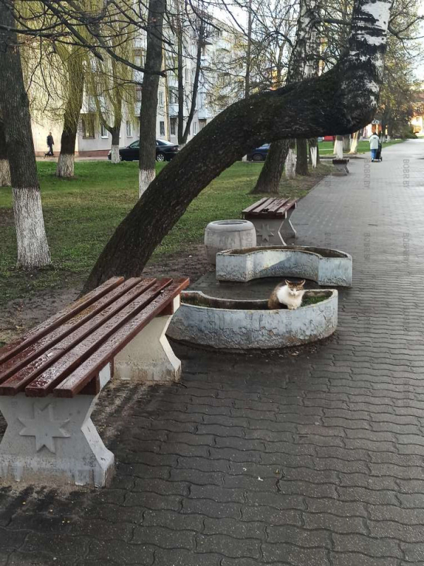 А такие цветочки на клумбах вам нравятся?)