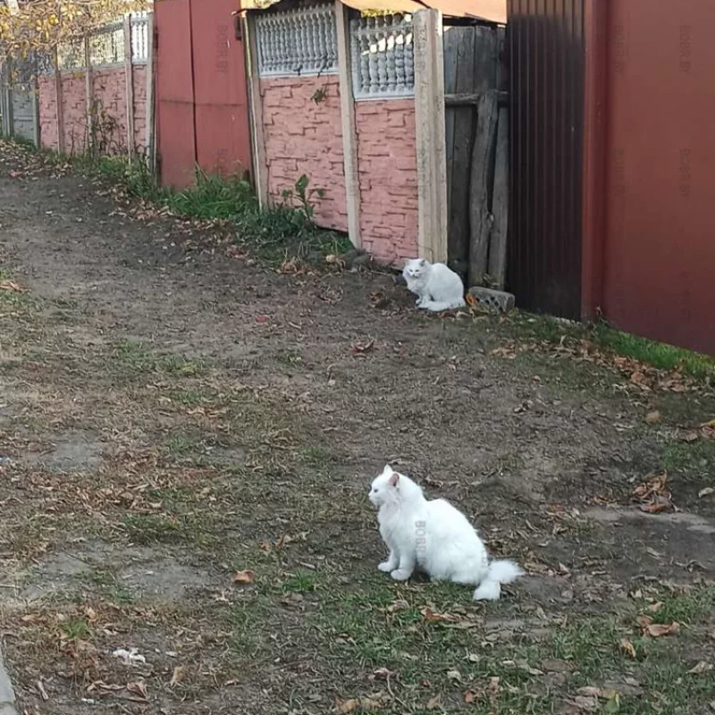 Первый снег)