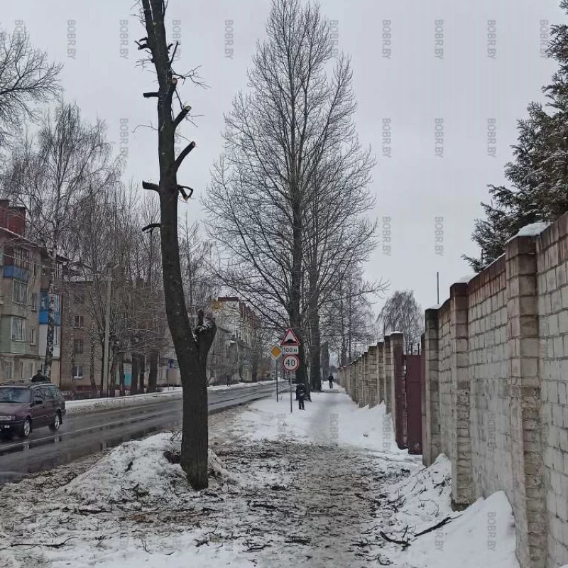 Свеже обрезанное дерево. Зимой в январе. Это нормально?