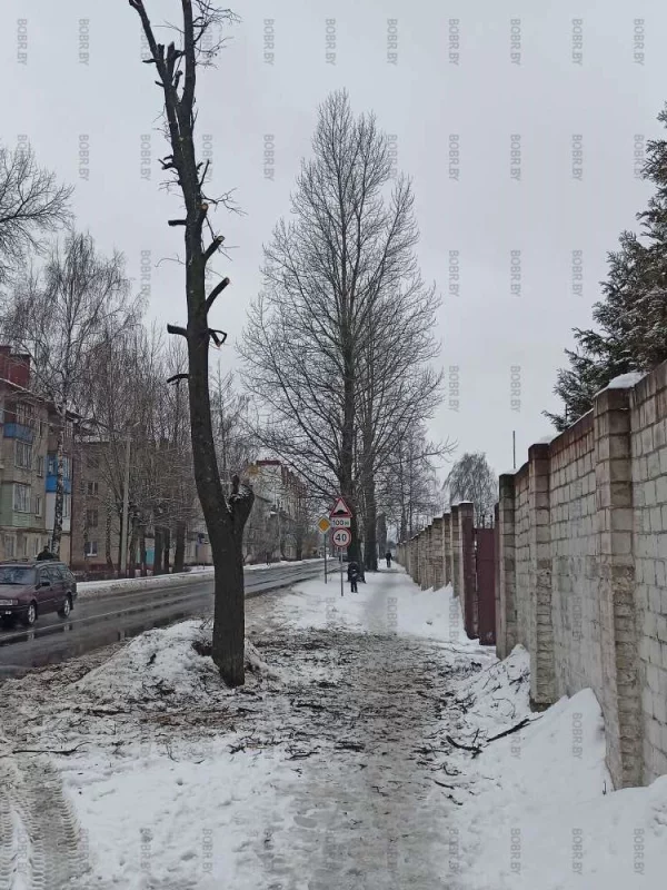 Свеже обрезанное дерево. Зимой в январе. Это нормально?