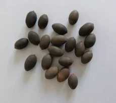 Сеиена лотоса