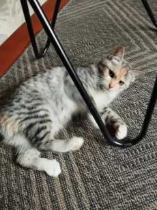 Котята в дар