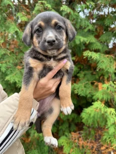 Щенки в хорошие руки