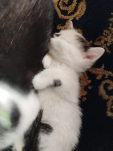 Котенок мальчик ищет дом