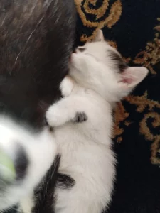 Котенок мальчик ищет дом