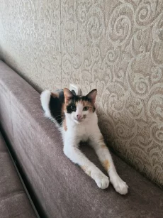 Кошка