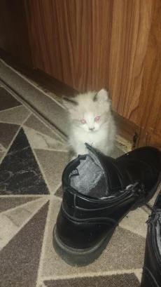 Отдам котят в хорошие руки