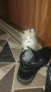 Отдам котят в хорошие руки