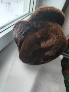 Шапка мужская, мех – котик морской