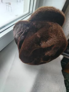 Шапка мужская, мех – котик морской