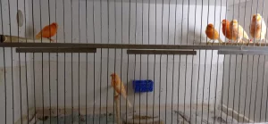 Красных канареек