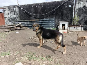 Отдам щенка немецкой овчарки