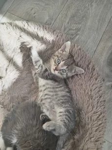 Котята