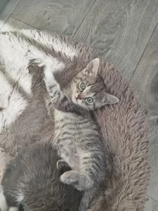 Котята