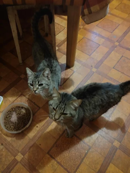 Срочно, в добрые руки