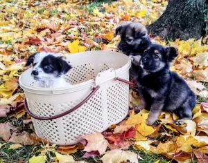 Девчонки ищут дом