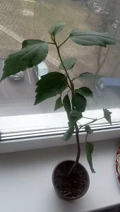 Гибискус китайская роза