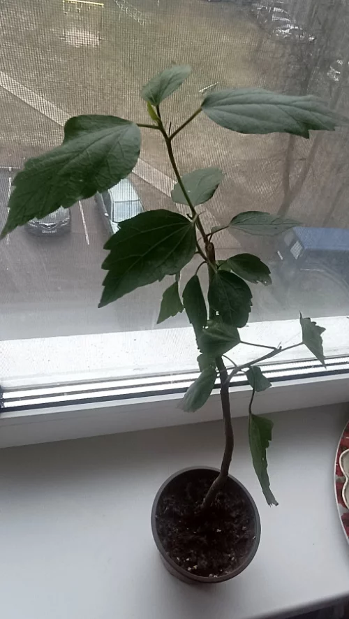 Гибискус китайская роза