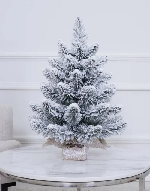 Ель Заснеженая