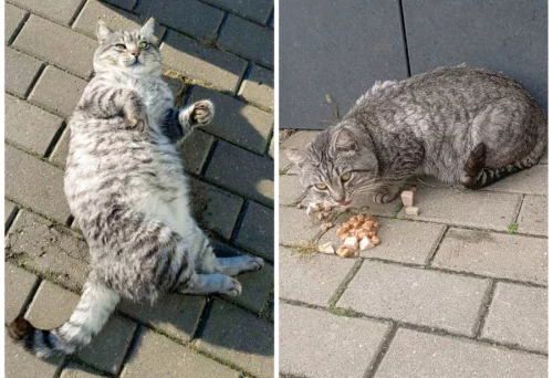 Поиск хозяина.