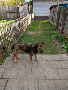 Собака ищет хозяина