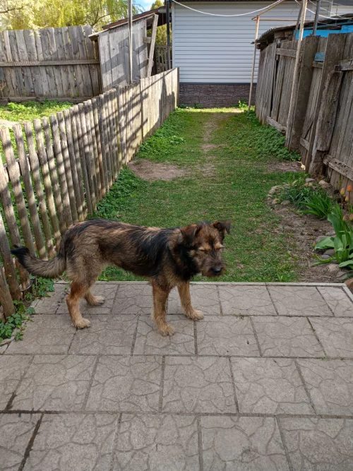 Собака ищет хозяина