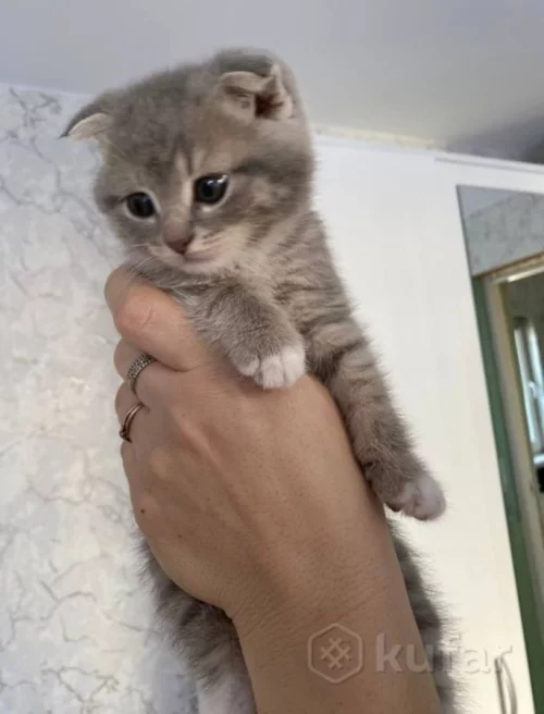 Котята шатланские